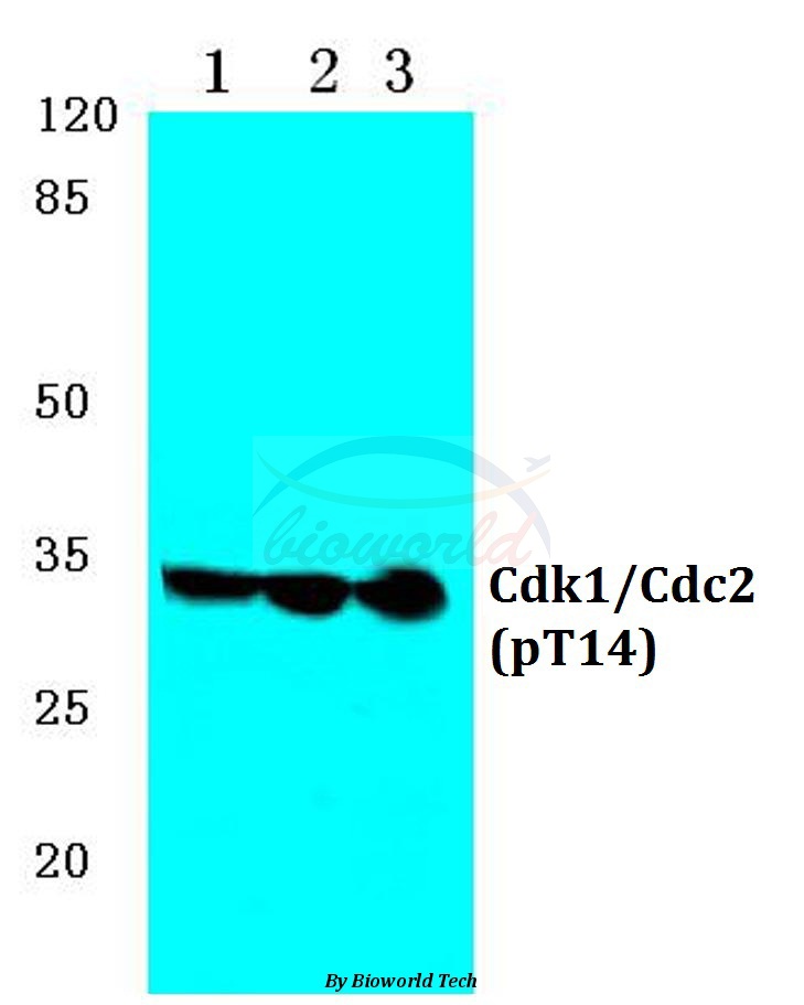 Anti-Cdk1/Cdc2 (phospho-T14) Antibody