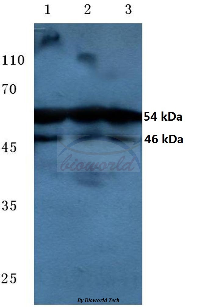 Anti-JNK1/2/3 (phospho-T183/Y185) Antibody