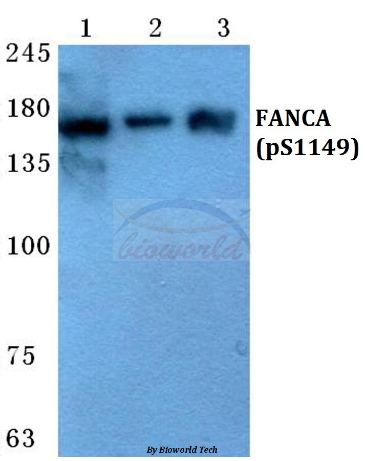 Anti-FANCA (phospho-S1149) Antibody