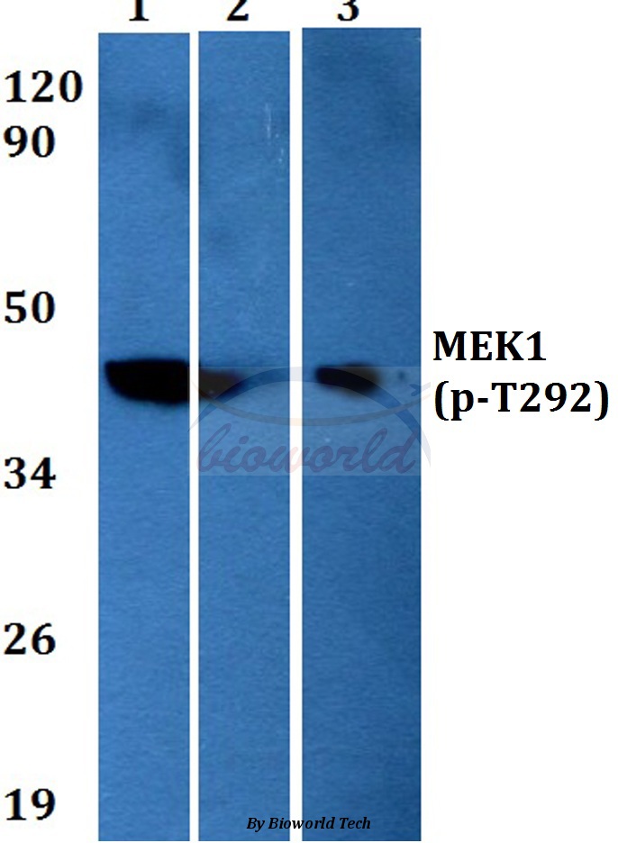 Anti-MEK1 (phospho-T292) Antibody