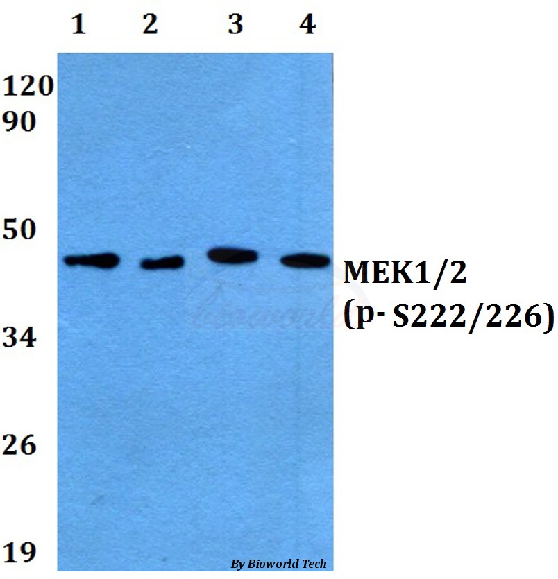 Anti-MEK1/2 (phospho-S222/226) Antibody