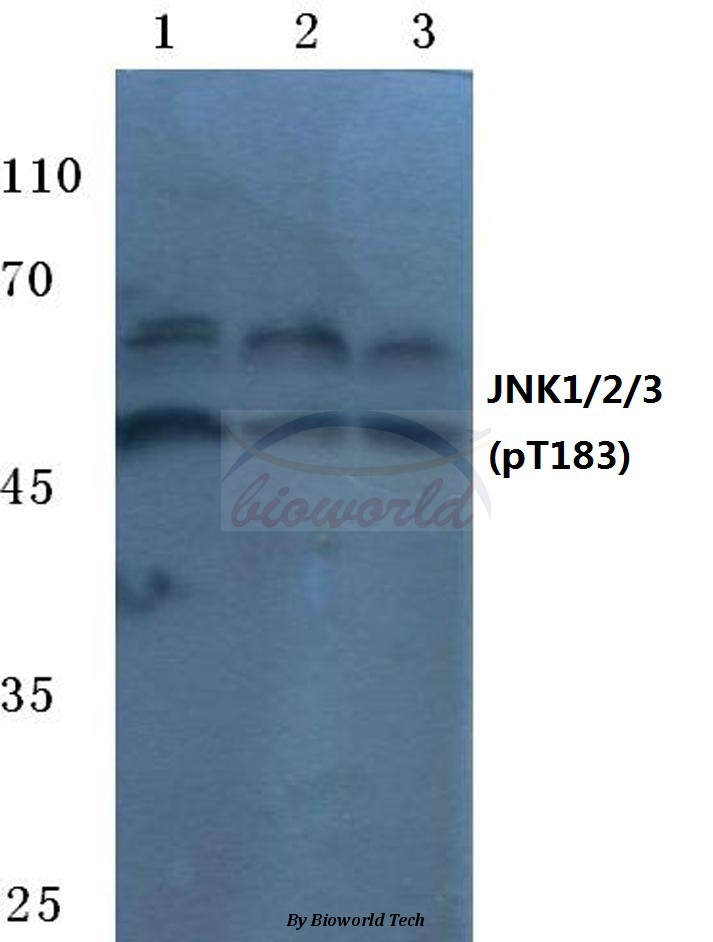 Anti-JNK1/2/3 (phospho-T183) Antibody