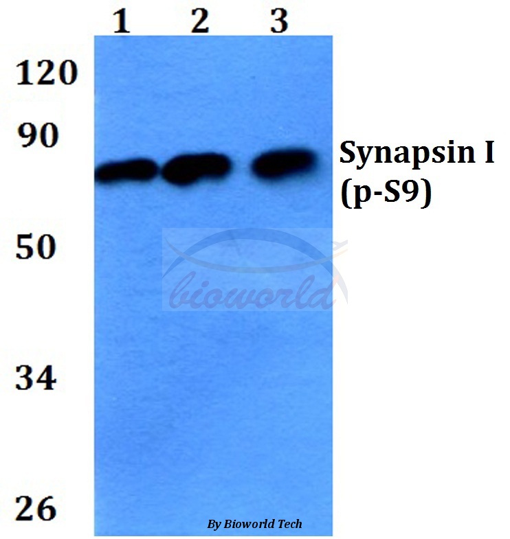 Anti-Synapsin I (phospho-S9) Antibody