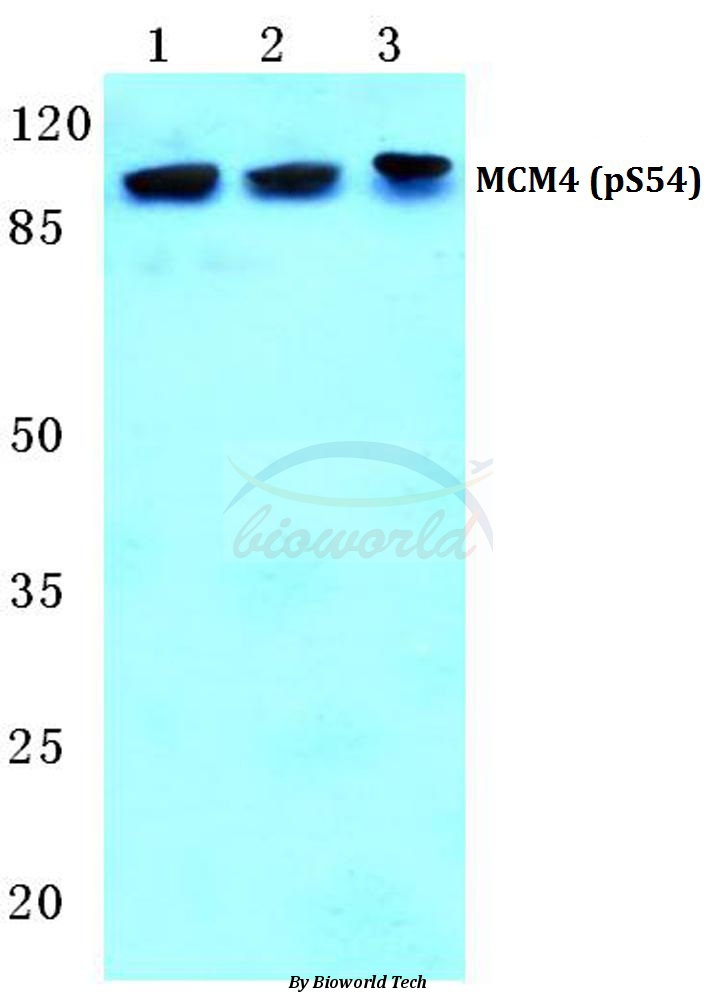 Anti-MCM4 (phospho-S54) Antibody