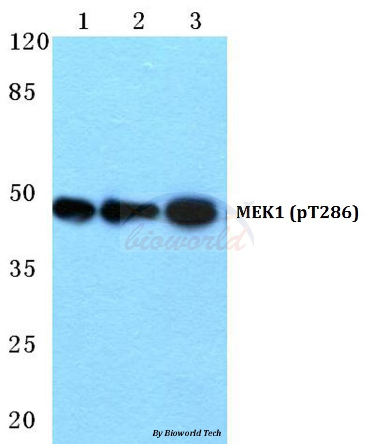 Anti-MEK1 (phospho-T286) Antibody