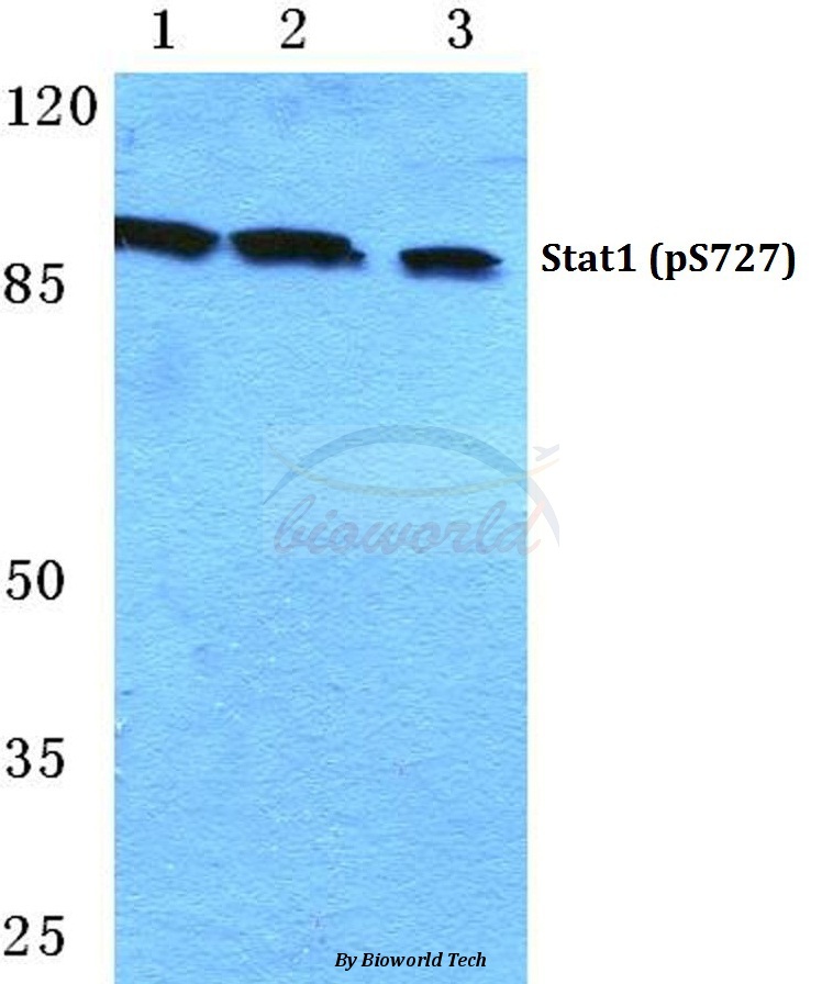 Anti-Stat1 (phospho-S727) Antibody