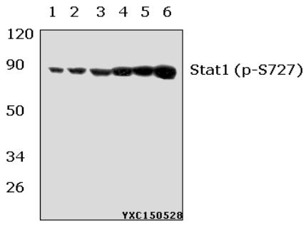 Anti-Stat1 (phospho-S727) Antibody