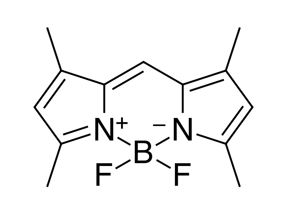 BDP 505/515 lipid stain