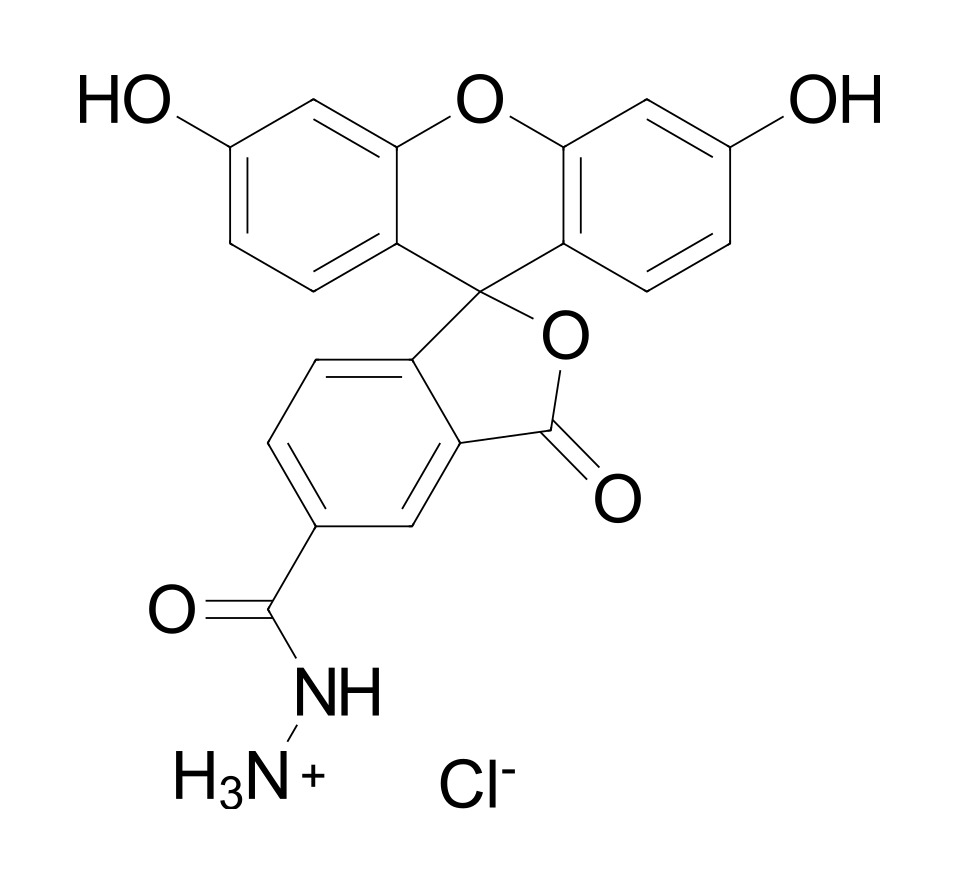 FAM hydrazide, 5-isomer