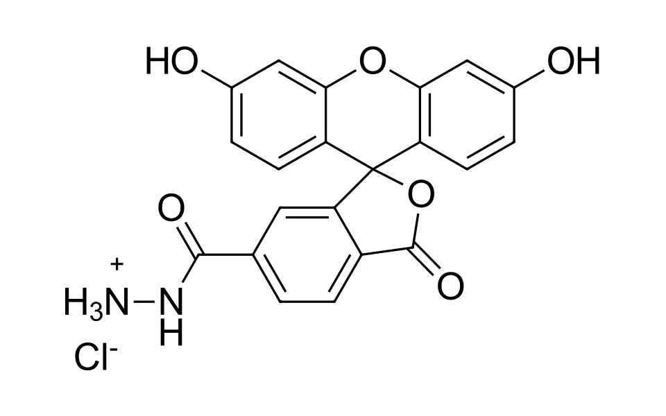 FAM hydrazide, 6-isomer