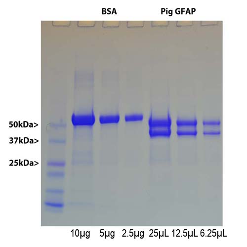 Native Porcine GFAP Protein