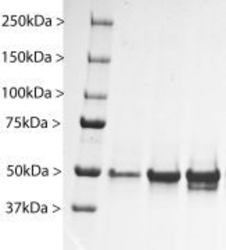 Native Bovine GFAP Protein