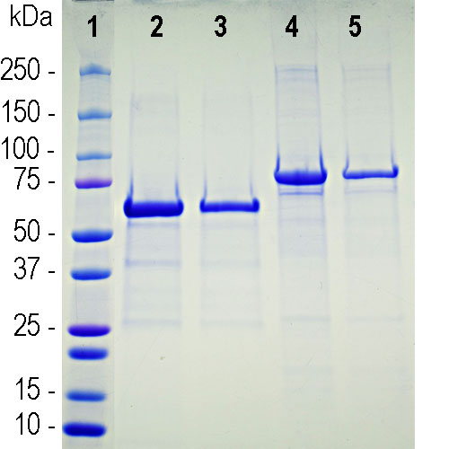 Recombinant Human ACE2 Protein