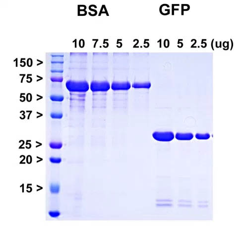 Recombinant AcGFP Protein