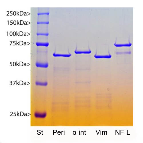 Recombinant Human alpha Internexin Protein