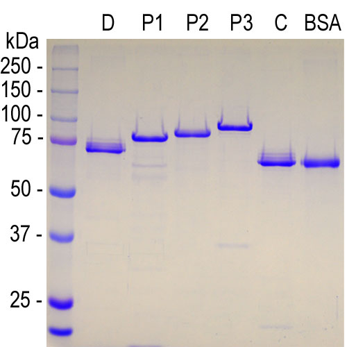 Recombinant Human MAP2C Protein