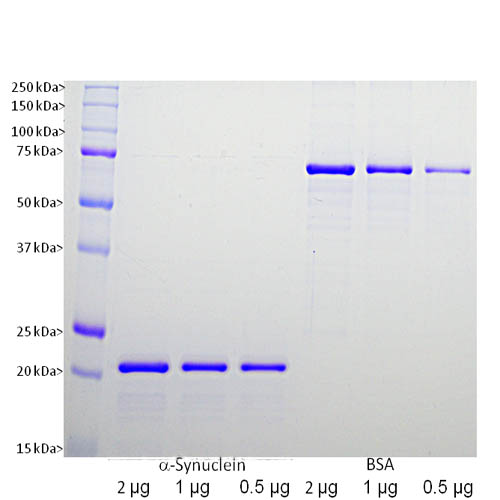 Recombinant Human alpha Synuclein Protein