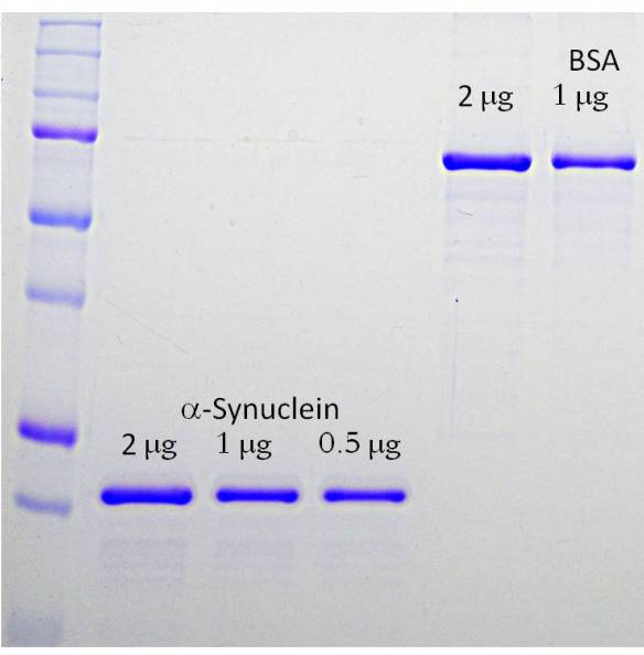 Recombinant Human alpha Synuclein Protein