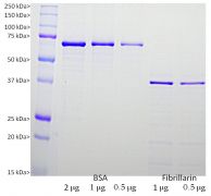 Recombinant Human Fibrillarin Protein