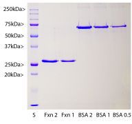 Recombinant Human Frataxin Protein