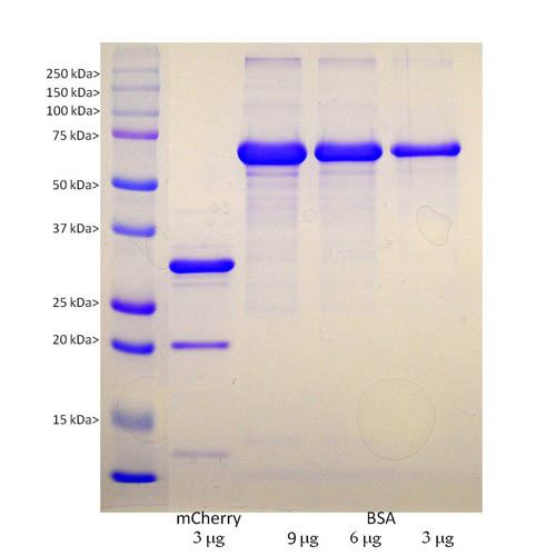 Recombinant mCherry Protein