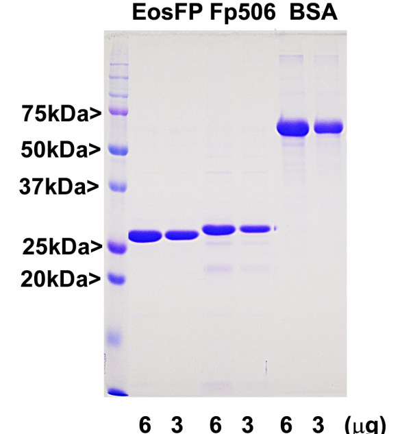 Recombinant zFP506 Protein