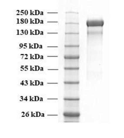 Recombinant SARS-CoV-2 Spike Protein (B.1.617.2 Variant) (Functional)