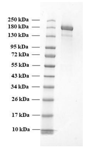 Recombinant SARS-CoV-2 Spike Protein (B.1.1.7 Variant) (Functional)