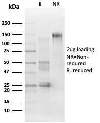 Anti-ERK2 Antibody [PCRP-MAPK1-1D1]