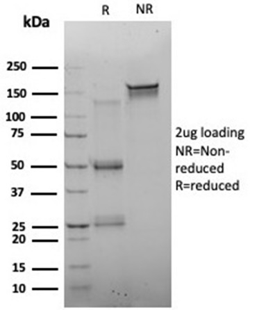 Anti-FOXQ1 Antibody [PCRP-FOXQ1-2D2]