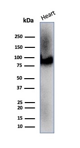 Anti-CD36 Antibody [CD36/7217]