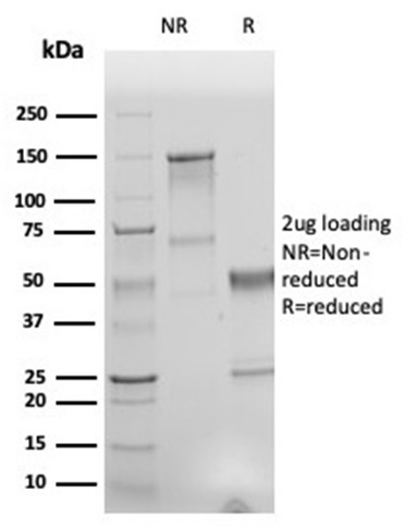 Anti-Human Nuclear Antigen Antibody [r235-1]