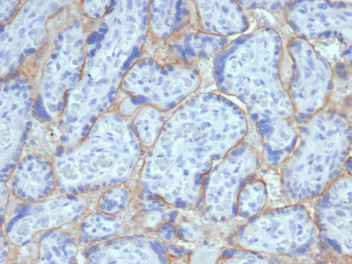 Anti-EGFR Antibody [EGFR/6390R]