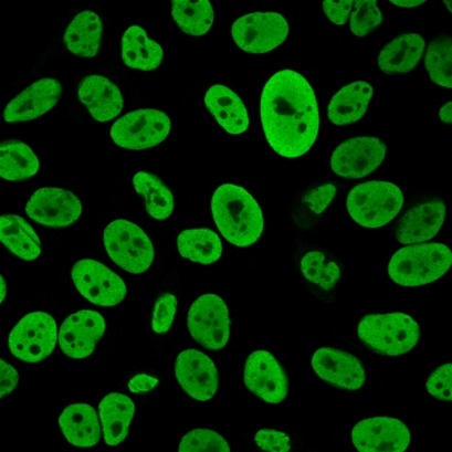 Anti-Human Nuclear Antigen Antibody [235-1R]