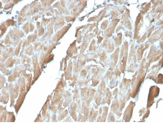 Anti-H-FABP Antibody [FABP3/3430] - BSA and Azide free