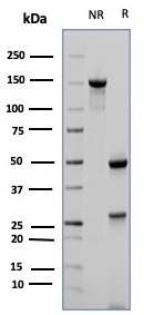 Anti-CD23 Antibody [FCER2/6887] - BSA and Azide free