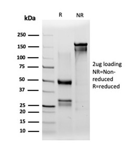 Anti-IRF3 Antibody [PCRP-IRF3-1D11] - BSA and Azide free