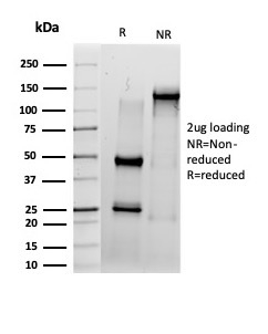 Anti-IRF3 Antibody [PCRP-IRF3-6H10] - BSA and Azide free