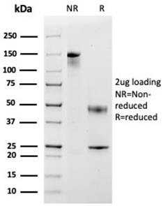 Anti-MCP2 Antibody [CCL8/3683] - BSA and Azide free