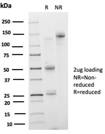 Anti-IRF3 Antibody [PCRP-IRF3-3B2] - BSA and Azide free