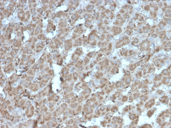 Anti-TOP1MT Antibody [rTOP1MT/488] - BSA and Azide free