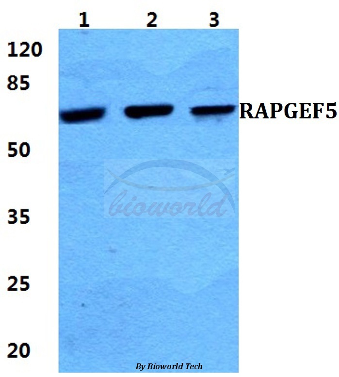 Anti-RAPGEF5 Antibody