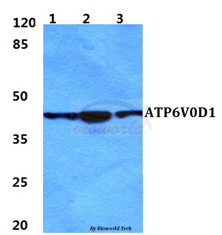 Anti-ATP6V0D1 Antibody