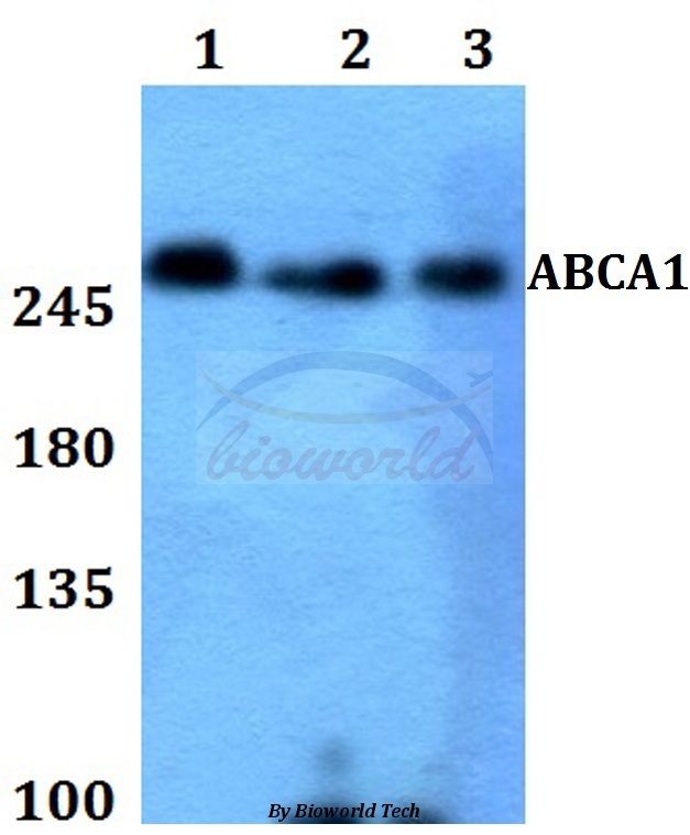 Anti-ABCA1 Antibody