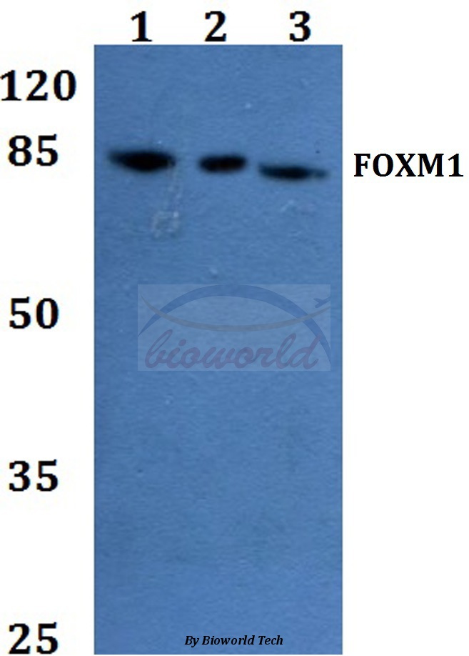 Anti-FOXM1 Antibody