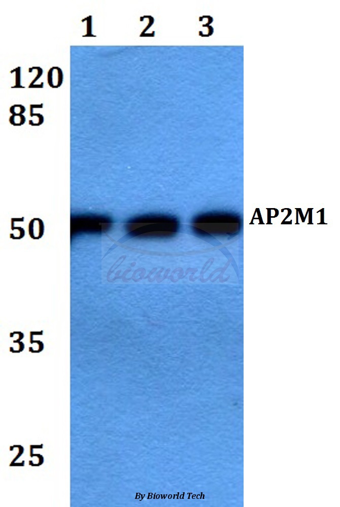 Anti-AP2M1 Antibody