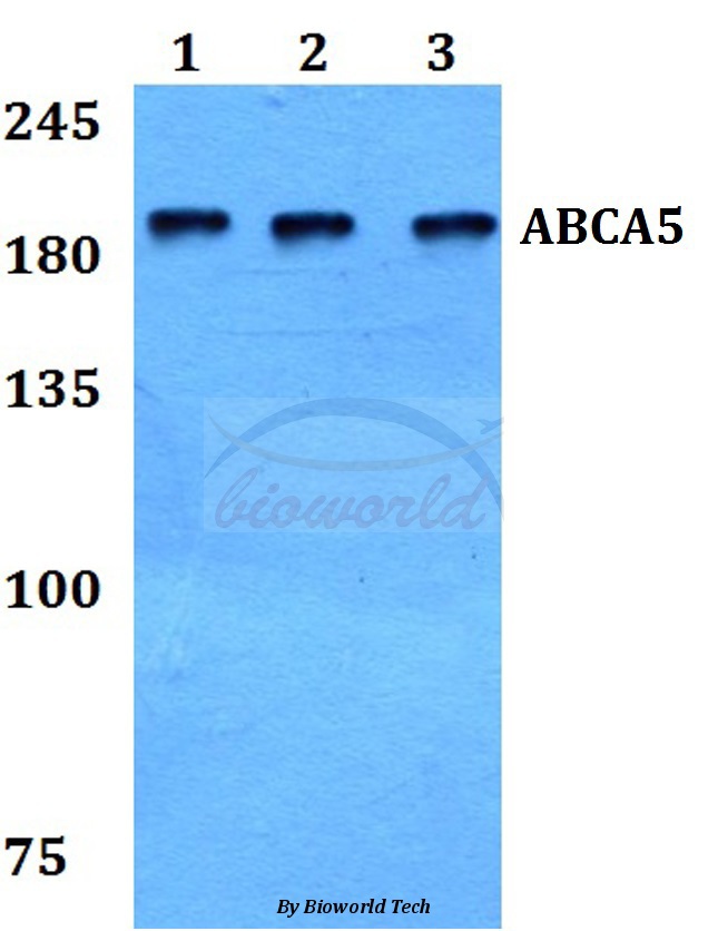 Anti-ABCA5 Antibody