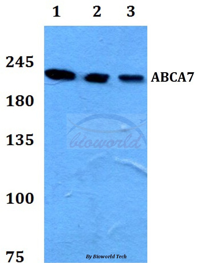 Anti-ABCA7 Antibody