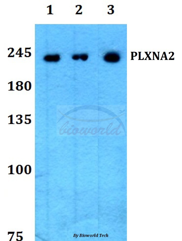 Anti-PLXNA2 Antibody