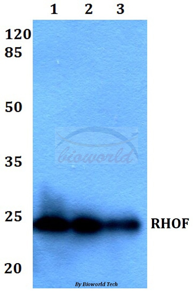 Anti-RHOF Antibody